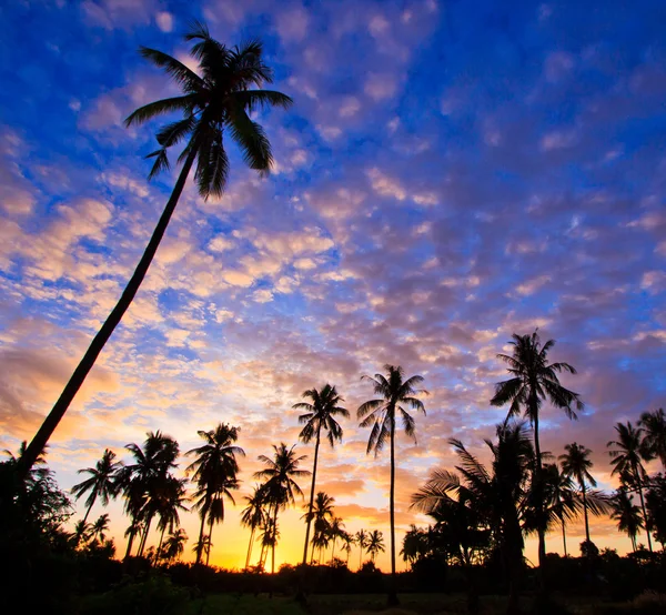 ココナッツの木のシルエット ビュー — ストック写真