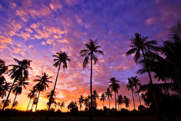 ココナッツの木のシルエット ビュー — ストック写真
