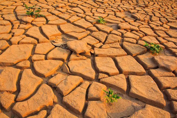 Plant growth between cracked soil — Stock Photo, Image