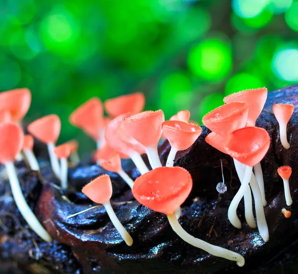 Cup paddestoel of champagne paddestoelen — Stockfoto