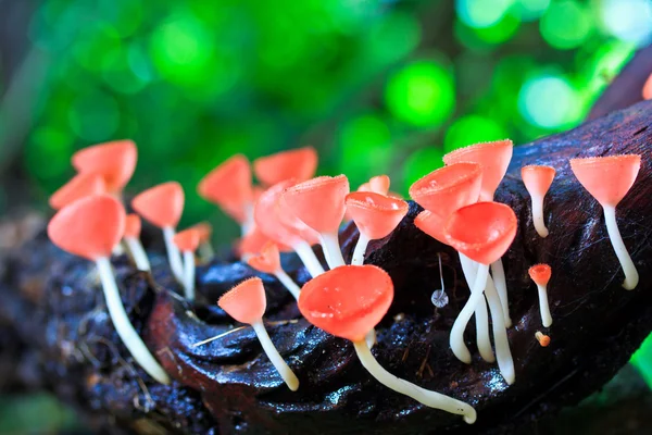 Tasse Pilze oder Champagner Champignons — Stockfoto