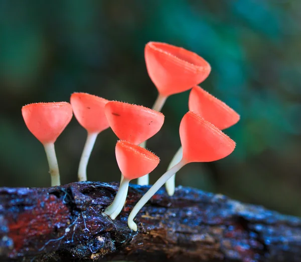 Cup mushroom or champagne mushrooms — Stock Photo, Image