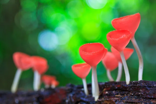 Cogumelos de copo ou champanhe — Fotografia de Stock