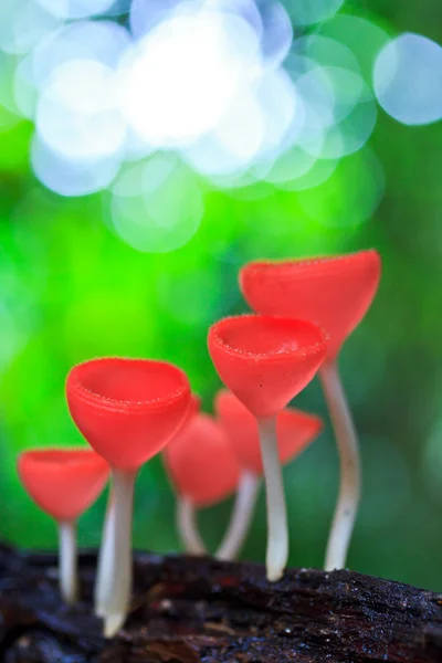 Pohár houby nebo šampaňské houby — Stock fotografie