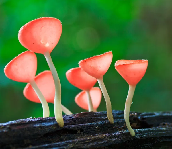 Cup paddestoel of champagne paddestoelen — Stockfoto