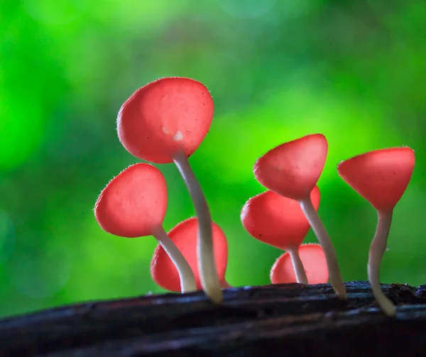 Cup paddestoel of champagne paddestoelen — Stockfoto