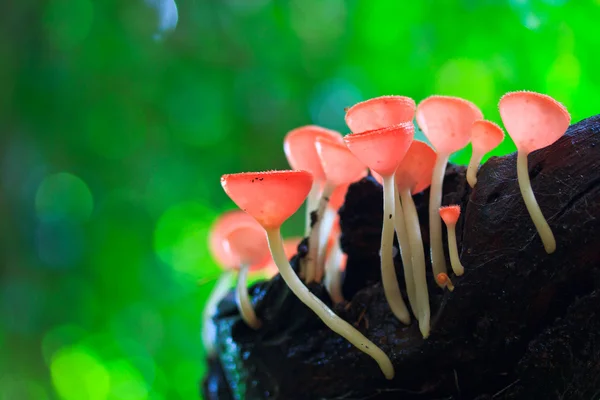 Cup mushroom or champagne mushrooms — Stock Photo, Image