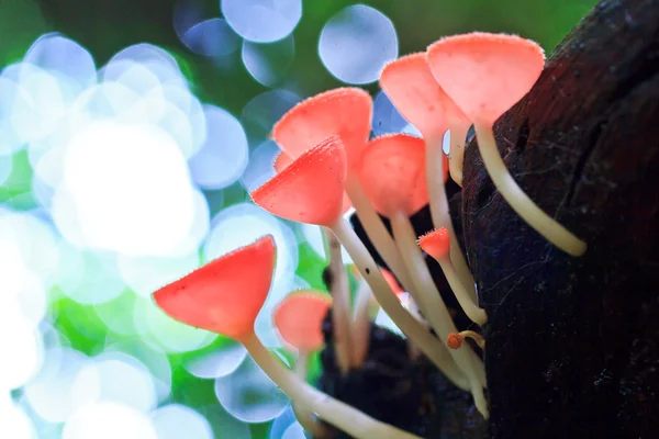 Tasse Pilze oder Champagner Champignons — Stockfoto