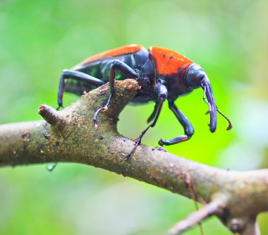 Orange beetle clipart