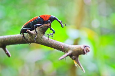 Orange beetle clipart