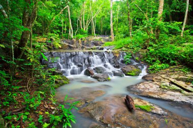 yağmur ormanlarında şelale