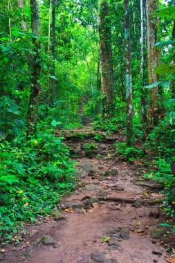 yoğun yağmur ormanlarında tropikal iz