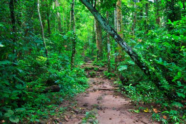 yoğun yağmur ormanlarında tropikal iz