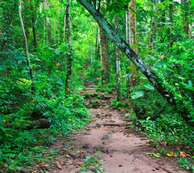 yoğun yağmur ormanlarında tropikal iz