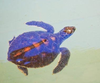 deniz kaplumbağası