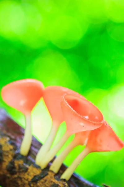 Cup paddestoel of champagne paddestoelen — Stockfoto