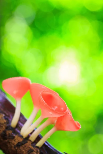 Cup paddestoel of champagne paddestoelen — Stockfoto