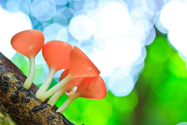 Cup paddestoel of champagne paddestoelen — Stockfoto