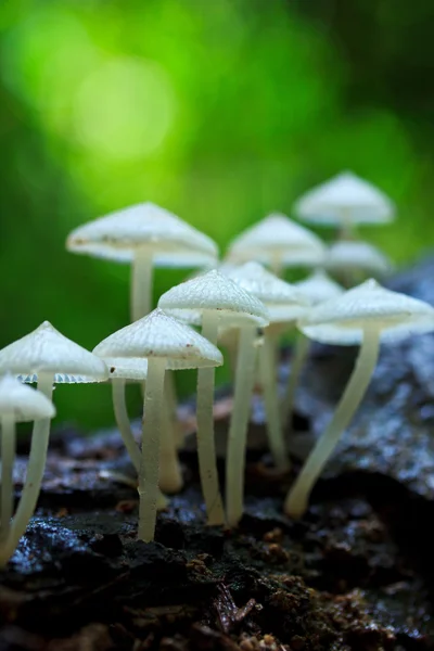 Weiße Pilze — Stockfoto
