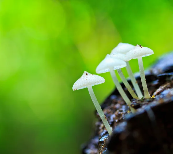 Weiße Pilze — Stockfoto