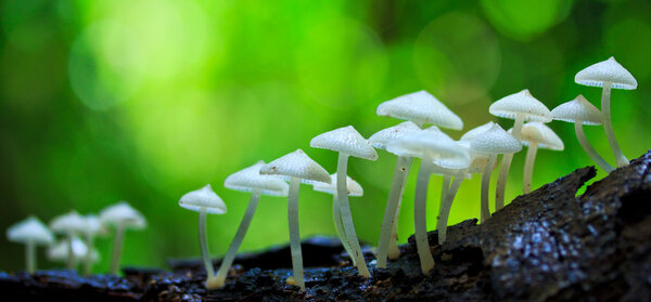 Белые грибы
