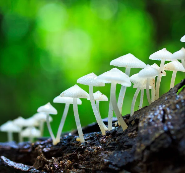 White mushrooms — Stock Photo, Image