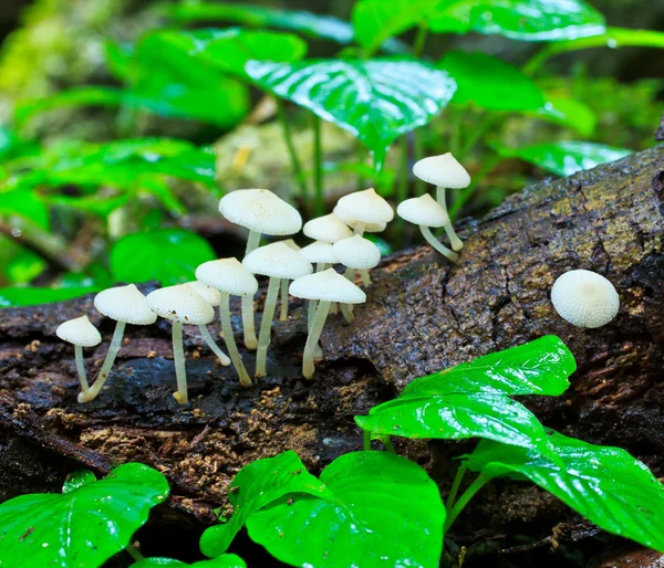 Setas blancas — Foto de Stock