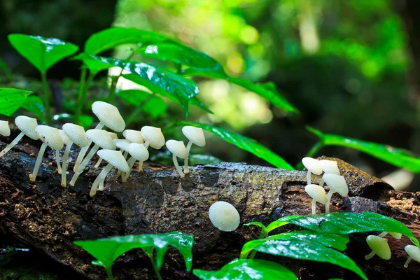 Witte champignons — Stockfoto