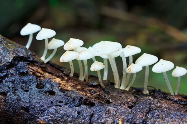 Witte champignons — Stockfoto