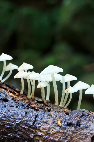 Bílé houby — Stock fotografie