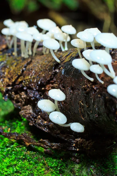 White mushrooms — Stock Photo, Image