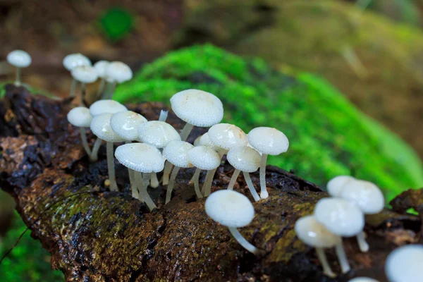 白蘑菇 — 图库照片