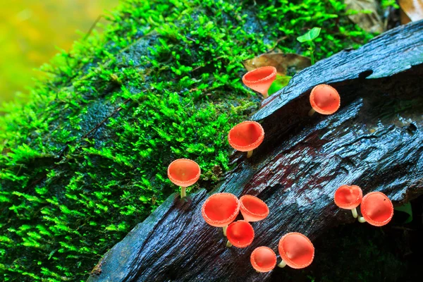 Red mushroom, — Stock Photo, Image