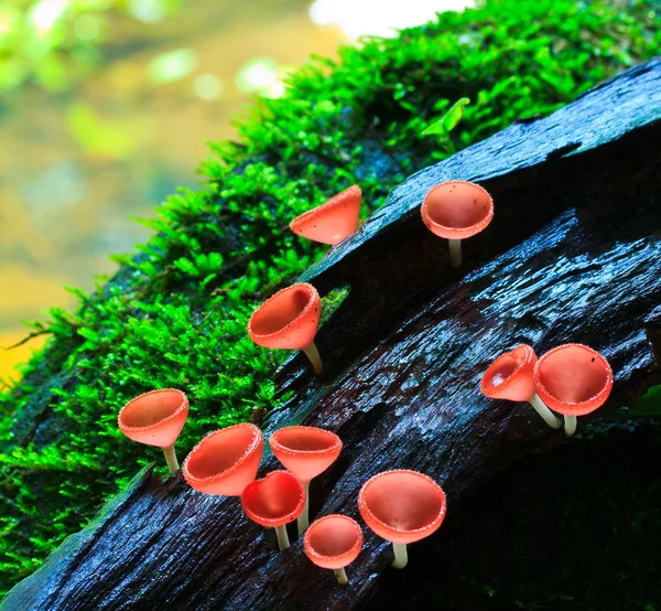빨간 버섯, — 스톡 사진