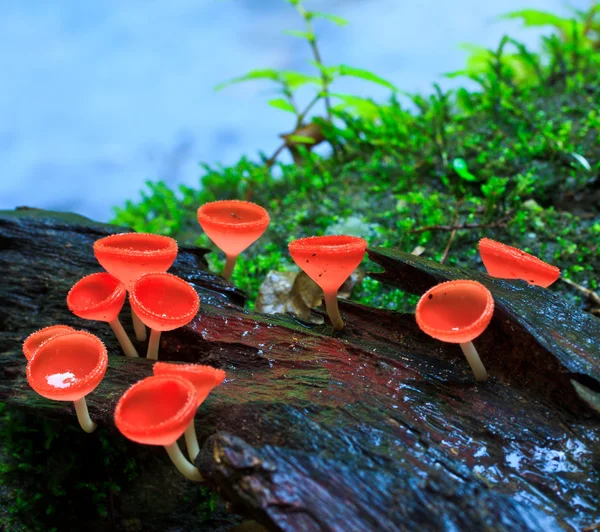 Röd svamp, — Stockfoto