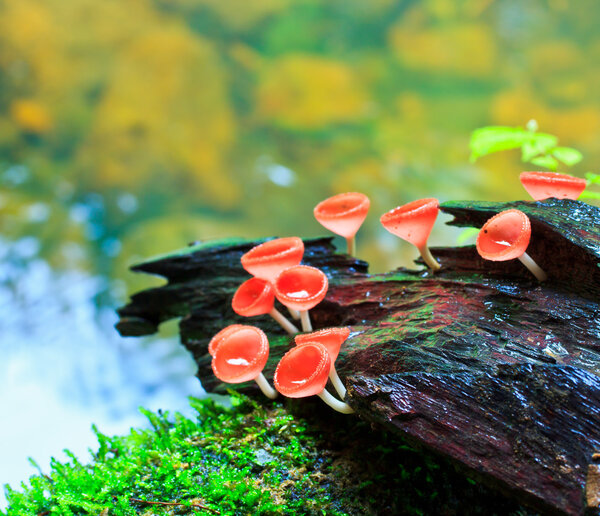 Красный гриб
,