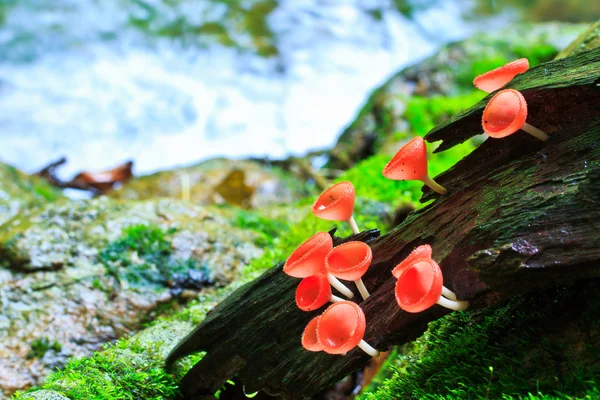 Roter Pilz, — Stockfoto