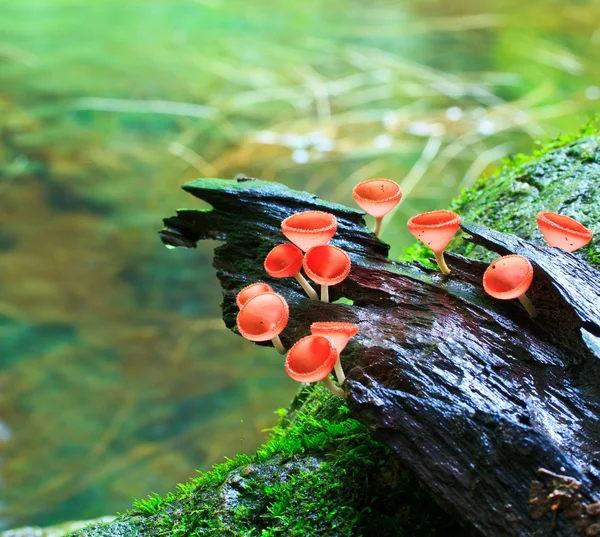 Czerwony grzyb, — Zdjęcie stockowe