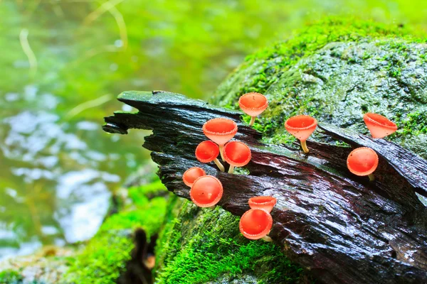 Červené houby, — Stock fotografie