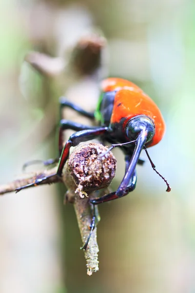 Coléoptère orange — Photo