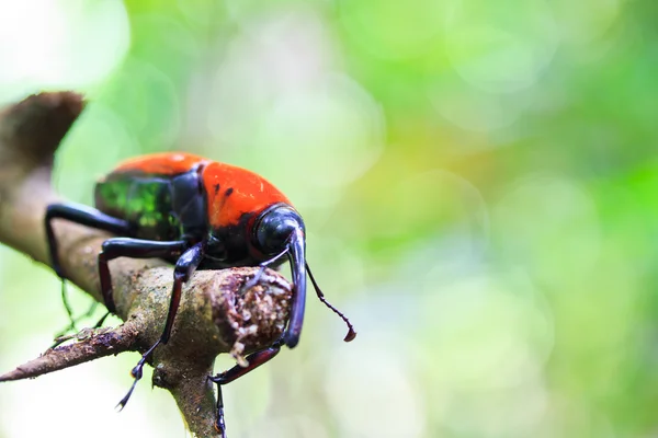 Orange skalbagge — Stockfoto