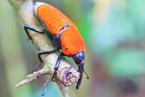 Orangenkäfer — Stockfoto