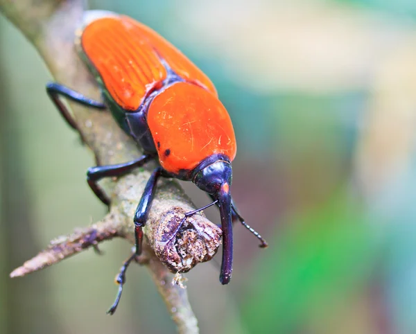 Orange skalbagge — Stockfoto