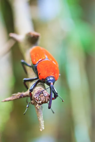 Escarabajo naranja —  Fotos de Stock