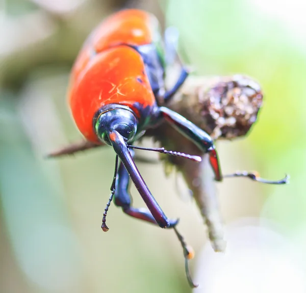 Escarabajo naranja — Foto de Stock