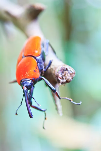 オレンジ色のカブトムシ — ストック写真