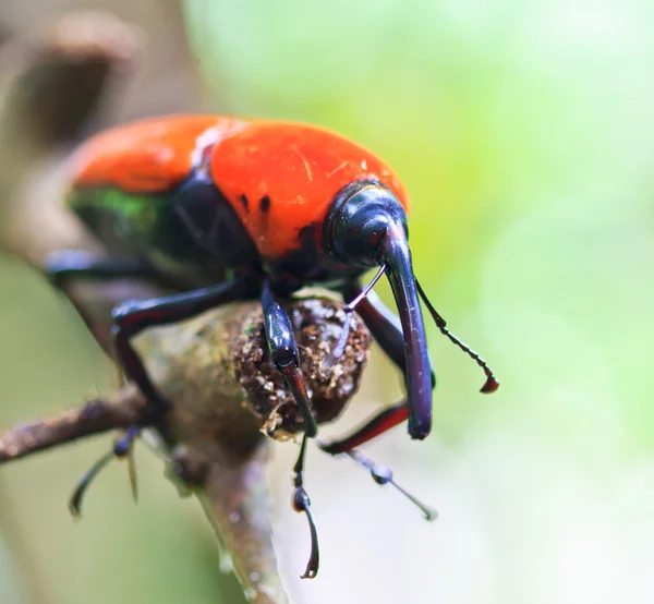 Orange skalbagge — Stockfoto