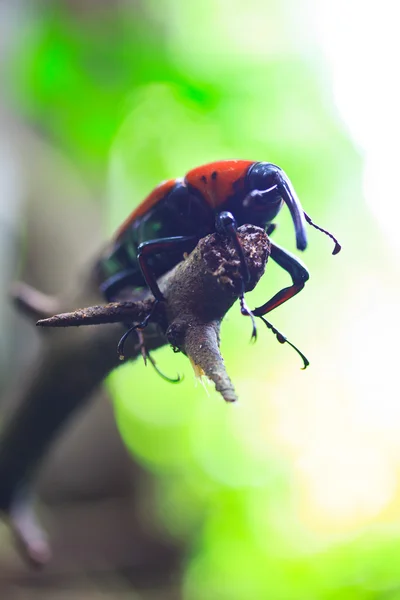 주황색 딱정벌레 — 스톡 사진