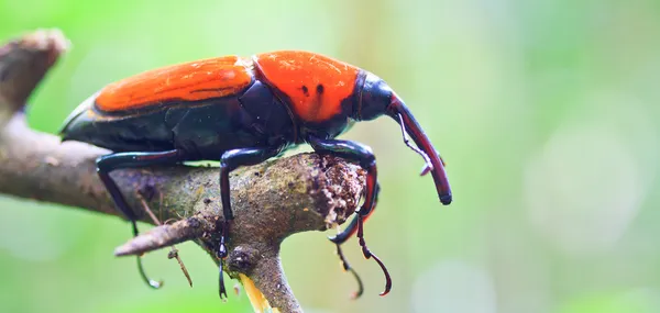 Orange beetle — Stock Photo, Image