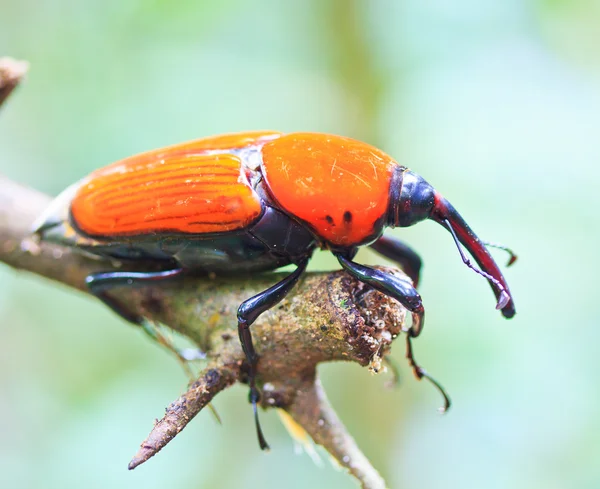 Orange beetle — Stock Photo, Image